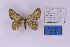  ( - BC_ZSM_Lep_118877)  @11 [ ] by-nc-sa (2023) SNSB, Staatliche Naturwissenschaftliche Sammlungen Bayerns ZSM (SNSB, Zoologische Staatssammlung Muenchen)