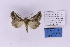  ( - BC_ZSM_Lep_118878)  @11 [ ] by-nc-sa (2023) SNSB, Staatliche Naturwissenschaftliche Sammlungen Bayerns ZSM (SNSB, Zoologische Staatssammlung Muenchen)