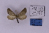  ( - BC_ZSM_Lep_118879)  @11 [ ] by-nc-sa (2023) SNSB, Staatliche Naturwissenschaftliche Sammlungen Bayerns ZSM (SNSB, Zoologische Staatssammlung Muenchen)