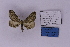  ( - BC_ZSM_Lep_118880)  @11 [ ] by-nc-sa (2023) SNSB, Staatliche Naturwissenschaftliche Sammlungen Bayerns ZSM (SNSB, Zoologische Staatssammlung Muenchen)
