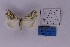  ( - BC_ZSM_Lep_118902)  @11 [ ] by-nc-sa (2023) SNSB, Staatliche Naturwissenschaftliche Sammlungen Bayerns ZSM (SNSB, Zoologische Staatssammlung Muenchen)