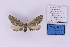  (Hebdomophruda complicatrix - BC_ZSM_Lep_118903)  @11 [ ] by-nc-sa (2023) SNSB, Staatliche Naturwissenschaftliche Sammlungen Bayerns ZSM (SNSB, Zoologische Staatssammlung Muenchen)