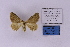  ( - BC_ZSM_Lep_118904)  @11 [ ] by-nc-sa (2023) SNSB, Staatliche Naturwissenschaftliche Sammlungen Bayerns ZSM (SNSB, Zoologische Staatssammlung Muenchen)