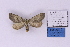  ( - BC_ZSM_Lep_118907)  @11 [ ] by-nc-sa (2023) SNSB, Staatliche Naturwissenschaftliche Sammlungen Bayerns ZSM (SNSB, Zoologische Staatssammlung Muenchen)