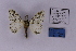  ( - BC_ZSM_Lep_118914)  @11 [ ] by-nc-sa (2023) SNSB, Staatliche Naturwissenschaftliche Sammlungen Bayerns ZSM (SNSB, Zoologische Staatssammlung Muenchen)