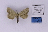  ( - BC_ZSM_Lep_118921)  @11 [ ] by-nc-sa (2023) SNSB, Staatliche Naturwissenschaftliche Sammlungen Bayerns ZSM (SNSB, Zoologische Staatssammlung Muenchen)