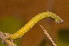  ( - BC_ZSM_Lep_118945)  @11 [ ] by-nc-sa (2023) SNSB, Staatliche Naturwissenschaftliche Sammlungen Bayerns ZSM (SNSB, Zoologische Staatssammlung Muenchen)