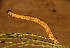 ( - BC_ZSM_Lep_118949)  @11 [ ] by-nc-sa (2023) SNSB, Staatliche Naturwissenschaftliche Sammlungen Bayerns ZSM (SNSB, Zoologische Staatssammlung Muenchen)
