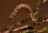  ( - BC_ZSM_Lep_118976)  @11 [ ] by-nc-sa (2023) SNSB, Staatliche Naturwissenschaftliche Sammlungen Bayerns ZSM (SNSB, Zoologische Staatssammlung Muenchen)