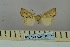  ( - BC_ZSM_Lep_118997)  @11 [ ] by-nc-sa (2023) SNSB, Staatliche Naturwissenschaftliche Sammlungen Bayerns ZSM (SNSB, Zoologische Staatssammlung Muenchen)
