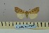  (Mythimna flavalba - BC_ZSM_Lep_118998)  @11 [ ] by-nc-sa (2023) SNSB, Staatliche Naturwissenschaftliche Sammlungen Bayerns ZSM (SNSB, Zoologische Staatssammlung Muenchen)