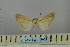 ( - BC_ZSM_Lep_119005)  @11 [ ] by-nc-sa (2023) SNSB, Staatliche Naturwissenschaftliche Sammlungen Bayerns ZSM (SNSB, Zoologische Staatssammlung Muenchen)