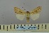  (Mythimna nigrisparsa - BC_ZSM_Lep_119007)  @11 [ ] by-nc-sa (2023) SNSB, Staatliche Naturwissenschaftliche Sammlungen Bayerns ZSM (SNSB, Zoologische Staatssammlung Muenchen)