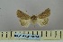  (Mythimna griseofusca - BC_ZSM_Lep_119009)  @11 [ ] by-nc-sa (2023) SNSB, Staatliche Naturwissenschaftliche Sammlungen Bayerns ZSM (SNSB, Zoologische Staatssammlung Muenchen)