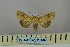  ( - BC_ZSM_Lep_119015)  @11 [ ] by-nc-sa (2023) SNSB, Staatliche Naturwissenschaftliche Sammlungen Bayerns ZSM (SNSB, Zoologische Staatssammlung Muenchen)