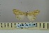  ( - BC_ZSM_Lep_119035)  @11 [ ] by-nc-sa (2023) SNSB, Staatliche Naturwissenschaftliche Sammlungen Bayerns ZSM (SNSB, Zoologische Staatssammlung Muenchen)