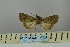  ( - BC_ZSM_Lep_119038)  @11 [ ] by-nc-sa (2023) SNSB, Staatliche Naturwissenschaftliche Sammlungen Bayerns ZSM (SNSB, Zoologische Staatssammlung Muenchen)
