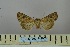  (Mythimna bicristata - BC_ZSM_Lep_119039)  @11 [ ] by-nc-sa (2023) SNSB, Staatliche Naturwissenschaftliche Sammlungen Bayerns ZSM (SNSB, Zoologische Staatssammlung Muenchen)