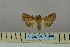  (Mythimna infrargyrea - BC_ZSM_Lep_119040)  @11 [ ] by-nc-sa (2023) SNSB, Staatliche Naturwissenschaftliche Sammlungen Bayerns ZSM (SNSB, Zoologische Staatssammlung Muenchen)