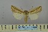  ( - BC_ZSM_Lep_119042)  @11 [ ] by-nc-sa (2023) SNSB, Staatliche Naturwissenschaftliche Sammlungen Bayerns ZSM (SNSB, Zoologische Staatssammlung Muenchen)