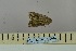  (Mythimna apparata - BC_ZSM_Lep_119044)  @11 [ ] by-nc-sa (2023) SNSB, Staatliche Naturwissenschaftliche Sammlungen Bayerns ZSM (SNSB, Zoologische Staatssammlung Muenchen)