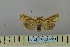  ( - BC_ZSM_Lep_119045)  @11 [ ] by-nc-sa (2023) SNSB, Staatliche Naturwissenschaftliche Sammlungen Bayerns ZSM (SNSB, Zoologische Staatssammlung Muenchen)