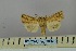  ( - BC_ZSM_Lep_119054)  @11 [ ] by-nc-sa (2023) SNSB, Staatliche Naturwissenschaftliche Sammlungen Bayerns ZSM (SNSB, Zoologische Staatssammlung Muenchen)