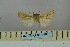  (Mythimna cryptotaxa - BC_ZSM_Lep_119057)  @11 [ ] by-nc-sa (2023) SNSB, Staatliche Naturwissenschaftliche Sammlungen Bayerns ZSM (SNSB, Zoologische Staatssammlung Muenchen)