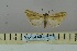  (Mythimna pseudotacuna - BC_ZSM_Lep_119058)  @11 [ ] by-nc-sa (2023) SNSB, Staatliche Naturwissenschaftliche Sammlungen Bayerns ZSM (SNSB, Zoologische Staatssammlung Muenchen)