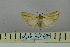  ( - BC_ZSM_Lep_119059)  @11 [ ] by-nc-sa (2023) SNSB, Staatliche Naturwissenschaftliche Sammlungen Bayerns ZSM (SNSB, Zoologische Staatssammlung Muenchen)