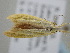  ( - BC_ZSM_Lep_119110)  @11 [ ] by-nc-sa (2023) SNSB, Staatliche Naturwissenschaftliche Sammlungen Bayerns ZSM (SNSB, Zoologische Staatssammlung Muenchen)