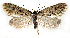 ( - BC_ZSM_Lep_119139)  @11 [ ] by-nc-sa (2023) SNSB, Staatliche Naturwissenschaftliche Sammlungen Bayerns ZSM (SNSB, Zoologische Staatssammlung Muenchen)