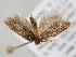  ( - BC_ZSM_Lep_119174)  @11 [ ] by-nc-sa (2023) SNSB, Staatliche Naturwissenschaftliche Sammlungen Bayerns ZSM (SNSB, Zoologische Staatssammlung Muenchen)