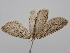  ( - BC_ZSM_Lep_119178)  @11 [ ] by-nc-sa (2023) SNSB, Staatliche Naturwissenschaftliche Sammlungen Bayerns ZSM (SNSB, Zoologische Staatssammlung Muenchen)
