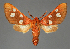  ( - BC_ZSM_Lep_115482_b)  @11 [ ] by-nc-sa (2024) SNSB, Staatliche Naturwissenschaftliche Sammlungen Bayerns ZSM (SNSB, Zoologische Staatssammlung Muenchen)
