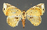  ( - BC_ZSM_Lep_115491_b)  @11 [ ] by-nc-sa (2024) SNSB, Staatliche Naturwissenschaftliche Sammlungen Bayerns ZSM (SNSB, Zoologische Staatssammlung Muenchen)