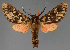  ( - BC_ZSM_Lep_115505_b)  @11 [ ] by-nc-sa (2024) SNSB, Staatliche Naturwissenschaftliche Sammlungen Bayerns ZSM (SNSB, Zoologische Staatssammlung Muenchen)