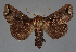  ( - BC_ZSM_Lep_115511_b)  @11 [ ] by-nc-sa (2024) SNSB, Staatliche Naturwissenschaftliche Sammlungen Bayerns ZSM (SNSB, Zoologische Staatssammlung Muenchen)