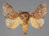  (Miresa gliricidae - BC_ZSM_Lep_115563_b)  @11 [ ] by-nc-sa (2024) SNSB, Staatliche Naturwissenschaftliche Sammlungen Bayerns ZSM (SNSB, Zoologische Staatssammlung Muenchen)