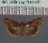  (Lophoptera umbrataDS01_Ke - BC_ZSM_Lep_116528)  @11 [ ] by-nc-sa (2024) SNSB, Staatliche Naturwissenschaftliche Sammlungen Bayerns ZSM (SNSB, Zoologische Staatssammlung Muenchen)