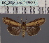  (Lophoptera africanaDS01_Ke - BC_ZSM_Lep_116529)  @11 [ ] by-nc-sa (2024) SNSB, Staatliche Naturwissenschaftliche Sammlungen Bayerns ZSM (SNSB, Zoologische Staatssammlung Muenchen)