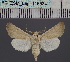  (Agrotis nicotrai - BC_ZSM_Lep_116534)  @11 [ ] by-nc-sa (2024) SNSB, Staatliche Naturwissenschaftliche Sammlungen Bayerns ZSM (SNSB, Zoologische Staatssammlung Muenchen)