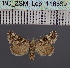 (Zekelita albiscriptaDS01_Oman - BC_ZSM_Lep_116539)  @11 [ ] by-nc-sa (2024) SNSB, Staatliche Naturwissenschaftliche Sammlungen Bayerns ZSM (SNSB, Zoologische Staatssammlung Muenchen)