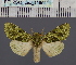  (Nyodes acathartaDs01_Gha - BC_ZSM_Lep_116541)  @11 [ ] by-nc-sa (2024) SNSB, Staatliche Naturwissenschaftliche Sammlungen Bayerns ZSM (SNSB, Zoologische Staatssammlung Muenchen)