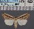  ( - BC_ZSM_Lep_116542)  @11 [ ] by-nc-sa (2024) SNSB, Staatliche Naturwissenschaftliche Sammlungen Bayerns ZSM (SNSB, Zoologische Staatssammlung Muenchen)