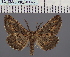  ( - BC_ZSM_Lep_116545)  @11 [ ] by-nc-sa (2024) SNSB, Staatliche Naturwissenschaftliche Sammlungen Bayerns ZSM (SNSB, Zoologische Staatssammlung Muenchen)