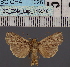  (Mythimna metasarca - BC_ZSM_Lep_116546)  @11 [ ] by-nc-sa (2024) SNSB, Staatliche Naturwissenschaftliche Sammlungen Bayerns ZSM (SNSB, Zoologische Staatssammlung Muenchen)