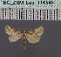  (Zekelita albiscripta - BC_ZSM_Lep_116548)  @11 [ ] by-nc-sa (2024) SNSB, Staatliche Naturwissenschaftliche Sammlungen Bayerns ZSM (SNSB, Zoologische Staatssammlung Muenchen)