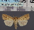  ( - BC_ZSM_Lep_116549)  @11 [ ] by-nc-sa (2024) SNSB, Staatliche Naturwissenschaftliche Sammlungen Bayerns ZSM (SNSB, Zoologische Staatssammlung Muenchen)