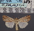  ( - BC_ZSM_Lep_116552)  @11 [ ] by-nc-sa (2024) SNSB, Staatliche Naturwissenschaftliche Sammlungen Bayerns ZSM (SNSB, Zoologische Staatssammlung Muenchen)